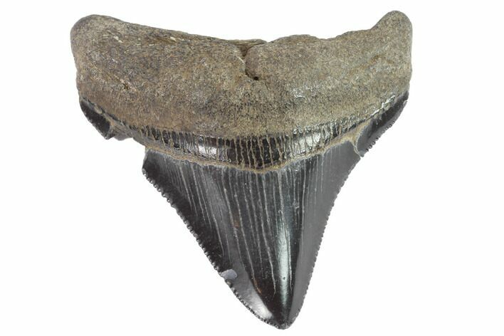 Serrated, Juvenile Megalodon Tooth - Georgia #90750